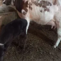 گاو شیری|حیوانات مزرعه|تبریز, |دیوار