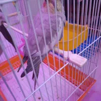 یه عروس هلندی ماده|پرنده|کهریزک, |دیوار