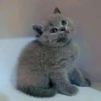 واگذاری گربه های نژاد دار|گربه|بوشهر, |دیوار