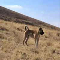 واگذاری سگ سرابی همه چیز به ضمانت ۱۸ماهه|سگ|جوادآباد, |دیوار