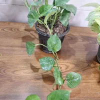 تخفیف گل و گیاه به مناسبت روز مادر|گل و گیاه طبیعی|اهواز, نادری|دیوار