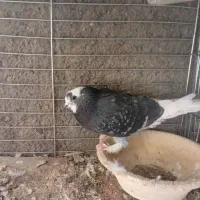 کفتر|پرنده|زارچ, |دیوار