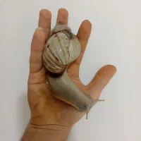 حلزون تراپی|خزنده|قدس, شهر‌قدس|دیوار