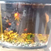 آکواریوم شیشه خم