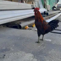 فروش خروس جوان