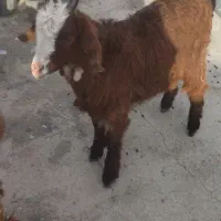 بزغاله|حیوانات مزرعه|مشهد, کلاته برفی|دیوار