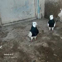 کبوتر طوقی با بدرنگ سیاپوش