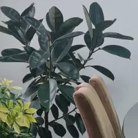 گل فیکوس