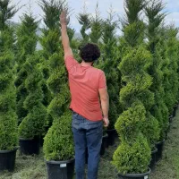 لاوسون کاج طلایی پیچ گلدان ۴۰