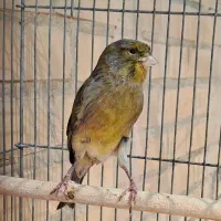 قناری مست مست|پرنده|کارون, |دیوار