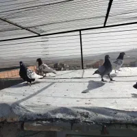 کفتر|پرنده|شیروان (خراسان), |دیوار