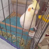 عروس|پرنده|اشترینان, |دیوار