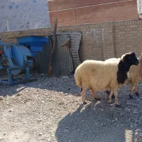 میش آبستن درجه یک داشتی|حیوانات مزرعه|ایلام, |دیوار