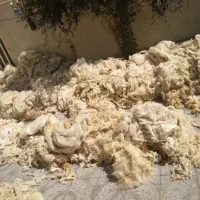پشم گوسفند