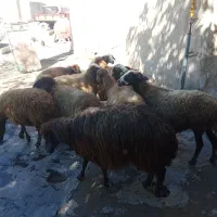 گوسفند شیره دار