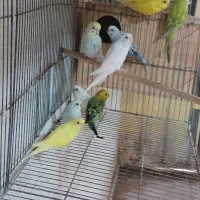 مرغ عشق|پرنده|بندر کنگان, |دیوار