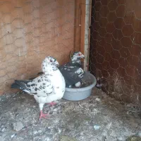 کبوتر پرنده