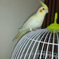 عروس هلندی لوتینو ماده|پرنده|گرگان, |دیوار