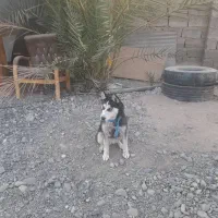 سلام هاسکی ماده شش ماه ۵ملیون|سگ|جیرفت, |دیوار