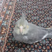 عروس هلندی حوالی عباسی گم شده