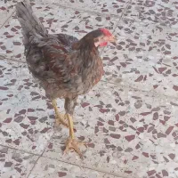 خروس لایی سبز ابی