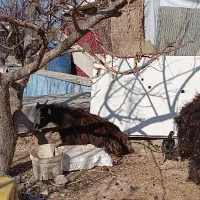 بزغاله بومی دو قلو زا|حیوانات مزرعه|شهریار, شهریار|دیوار