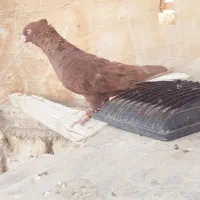 کبوترسرور سرخ دومسفید