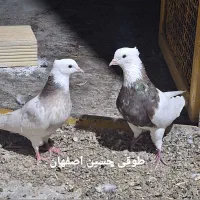 طوقی نر الماسی شکلاتی .و سرکه ای فوق درشت پابلند|پرنده|فولادشهر, فولادشهر|دیوار
