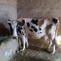 گاو سراب|حیوانات مزرعه|زنجانرود, |دیوار