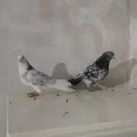 کبوتر|پرنده|مهاجران, |دیوار