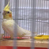 عروس پاریس|پرنده|اهواز, کیانپارس |دیوار