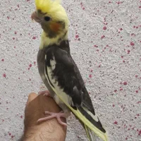 فروش عروس هلندی مولد. سرلاکی و..