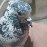کفتر