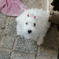 سگ‌پاپی‌فروشی|سگ|ساوه, |دیوار