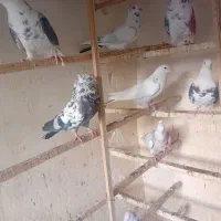 کبوتر|پرنده|تهران, شهرک رضویه|دیوار