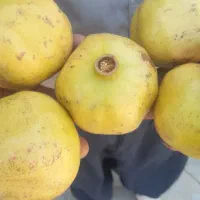 انارمیخوش آبدارفسا|خوردنی و آشامیدنی|شیراز, برمشور علیا|دیوار
