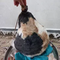 هیزه نو|ظروف نگهدارنده، پلاستیکی، یک‌بارمصرف|خرم‌آباد, |دیوار