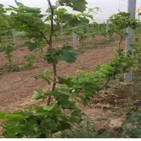 پایه فنس بتنی پایه سیمانی داربست انگور|خدمات باغبانی و درختکاری|لنجان, |دیوار