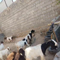 بز بزغاله
