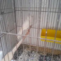 یک جفت قناری