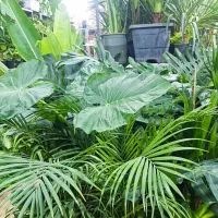 گلسرای مریم بانو بار جدید رسید۱۰درصد|گل و گیاه طبیعی|بیرجند, |دیوار