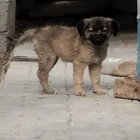 توله سگ سرابی