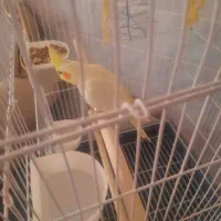 عروس هلندی سخنگو|پرنده|قنوات, |دیوار