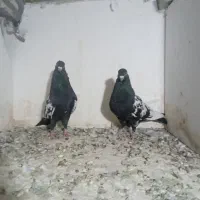 کبوتر رنگی شهرستانی چادری سینه سیاه|پرنده|کرج, ملک‌آباد|دیوار