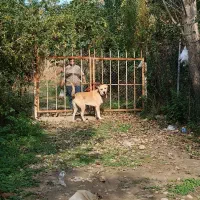 واگذاری سگ الابای سرابی|سگ|بهشهر, |دیوار