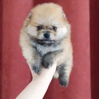 پامرانین اصیل پامر دوسرخرسی سایز صفر جشنواره