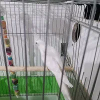 جفت عروس مولدبا یک جوجه دوکت