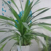 فروش قیمت ۱۵۰۰۰۰۰تومان