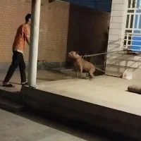 پیتبول|سگ|رامهرمز, |دیوار