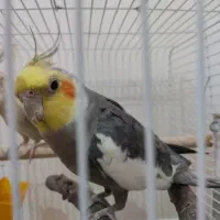 عروس هلندی دستی ماده دستی نر سخن گو